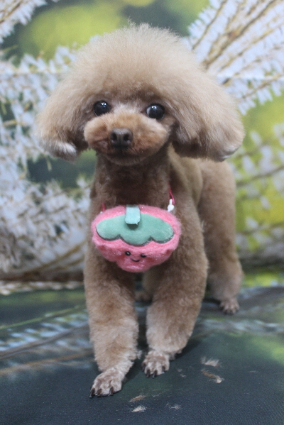 千葉県印西市のトイプードルのトリミング画像