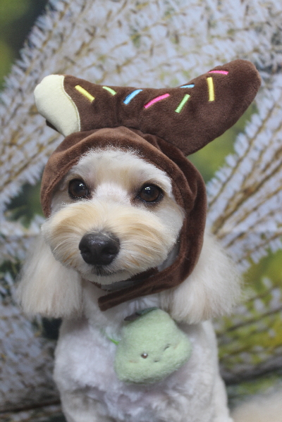 千葉県鎌ヶ谷市のミックス犬のトリミング画像