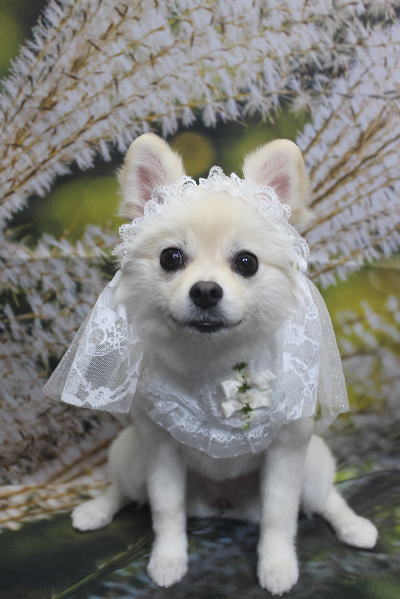 東京都港区のポメラニアンのトリミング画像