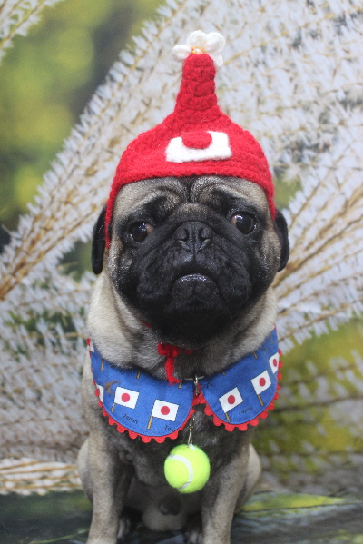 千葉県鎌ケ谷市のパグのトリミング画像