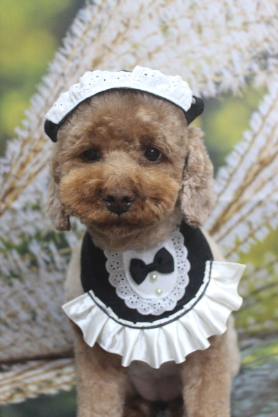 千葉県鎌ケ谷市のトイプードルのトリミング画像