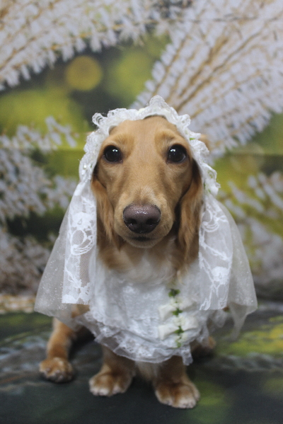 千葉県船橋市のミニチュアダックスのトリミング画像