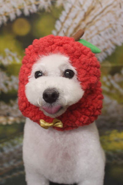 千葉県船橋市のトイプードルのトリミング画像