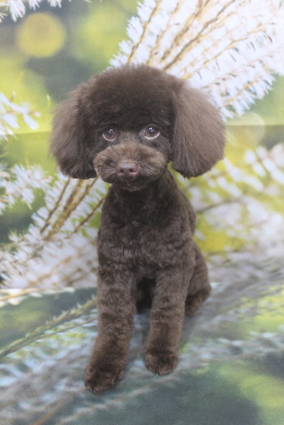 千葉県船橋市のトイプードルのトリミング画像