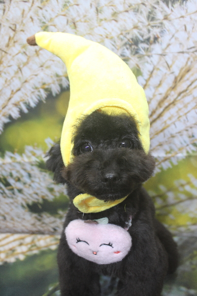 千葉県鎌ヶ谷市のトイプードルのトリミング画像