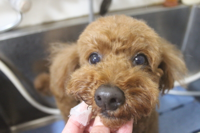 千葉県船橋市のトイプードルの歯磨き画像