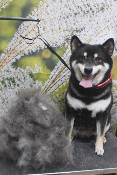 千葉県船橋市の柴犬のトリミング前画像