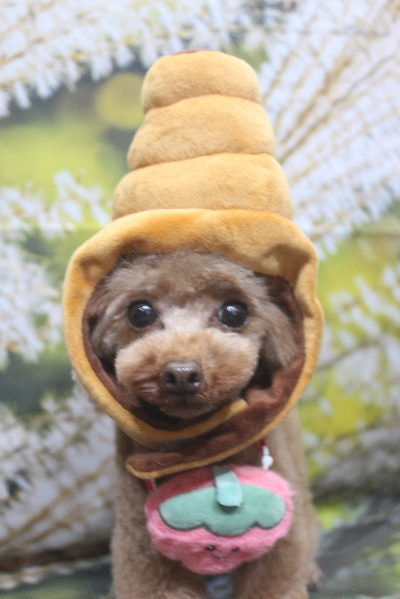 千葉県印西市のトイプードルのトリミング画像