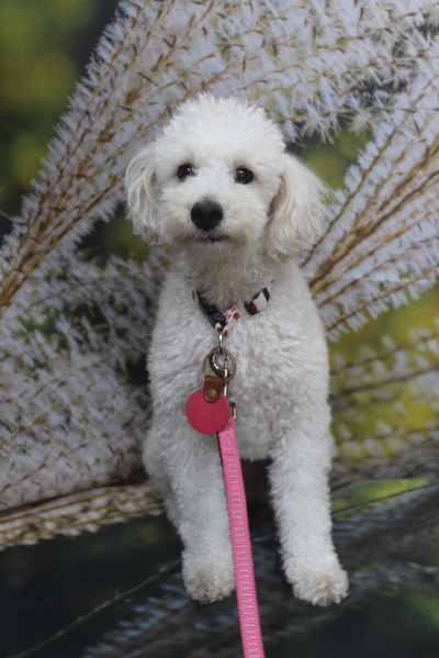 千葉県鎌ヶ谷市のトイプードルのトリミング前画像