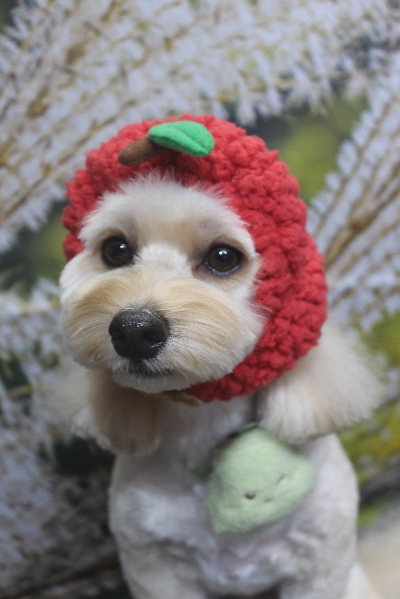 千葉県鎌ヶ谷市のミックス犬のトリミング画像