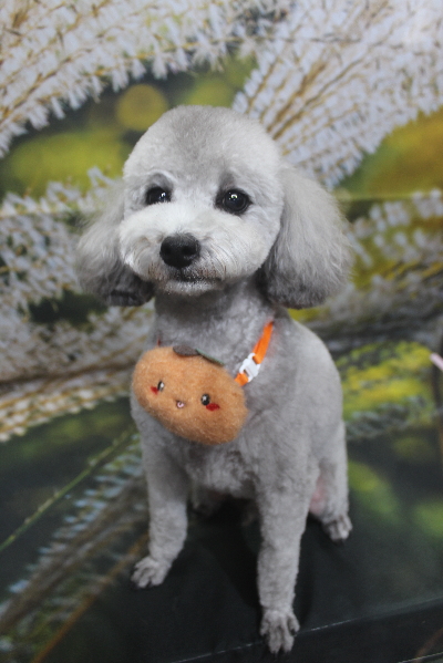 千葉県船橋市のトイプードルのトリミング画像