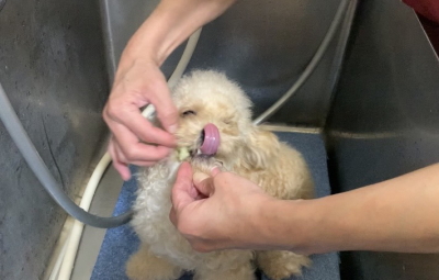 千葉県船橋市のトイプードルの歯磨き画像