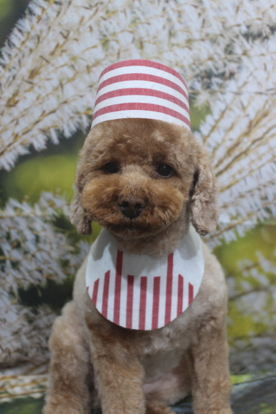 千葉県鎌ケ谷市のトイプードルのトリミング画像