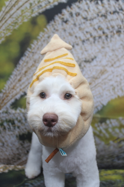 千葉県船橋市のオーストラリアンラブラドゥードルのトリミング画像