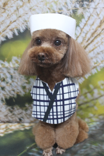 千葉県鎌ケ谷市のトイプードルのトリミング画像