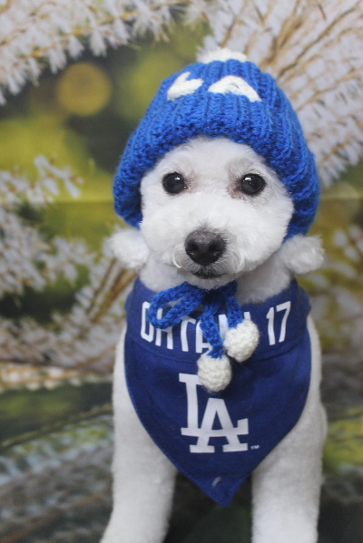 千葉県船橋市のトイプードルのトリミング画像