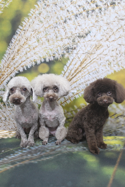 千葉県船橋市のトイプードルのトリミング画像