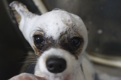 千葉県鎌ヶ谷市のパピヨンのシャンプー画像