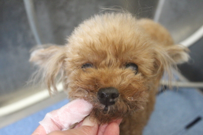 千葉県鎌ケ谷市のトイプードルの歯磨き画像