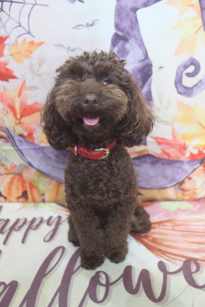 千葉県市川市のトイプードルのトリミング前画像