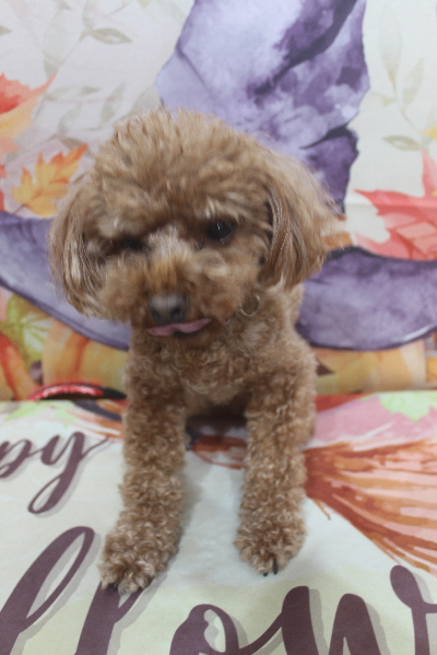 千葉県鎌ヶ谷のトイプードルのトリミング前画像