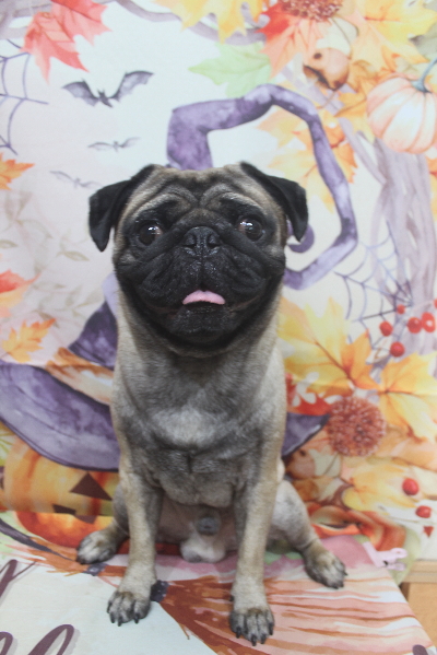 千葉県鎌ケ谷市のパグのトリミング前画像