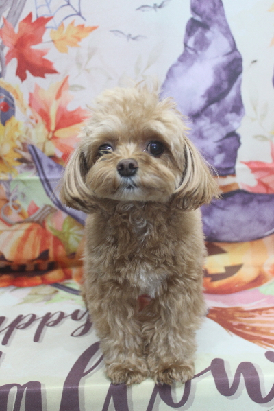 千葉県船橋市のミックス犬のトリミング前画像