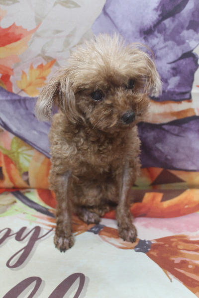 千葉県鎌ケ谷市のトイプードルのトリミング前画像