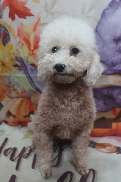 トイプードルブリーダーの成犬、トリミング画像