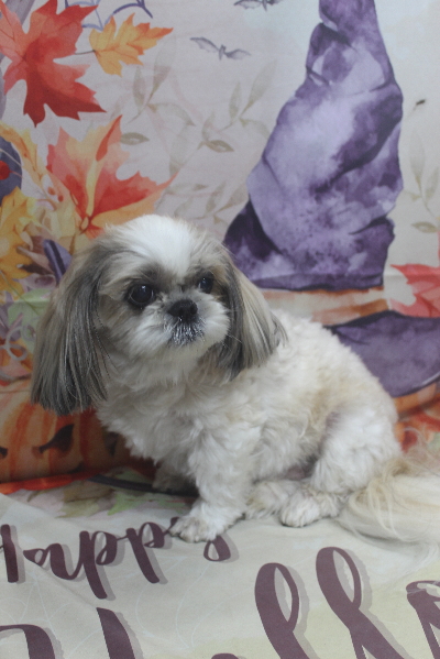 千葉県鎌ケ谷市のシーズーのトリミング前画像