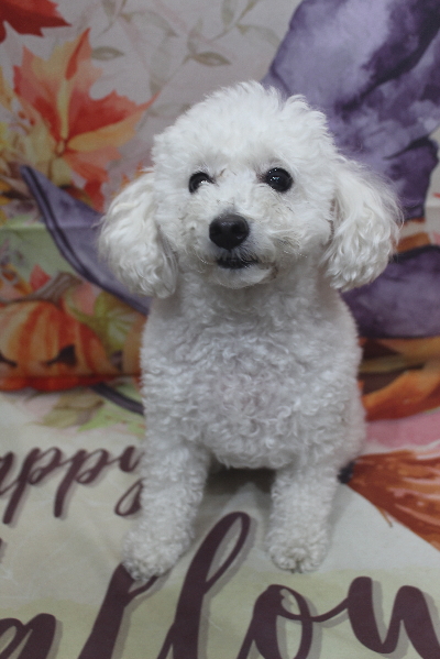 千葉県船橋市のトイプードルのトリミング前画像
