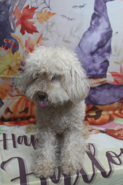 千葉県鎌ケ谷市のトイプードルのトリミング前画像