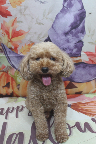 千葉県船橋市のトイプードルのトリミング前画像