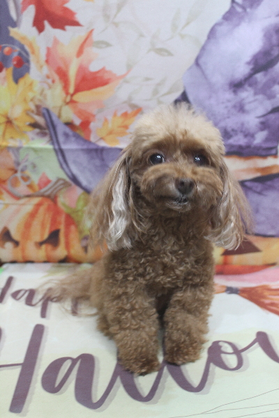 千葉県船橋市のトイプードルのトリミング前画像