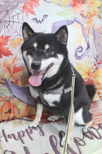 千葉県船橋市の柴犬のトリミング前画像