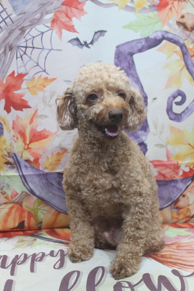 千葉県船橋市のトイプードルのトリミング前画像