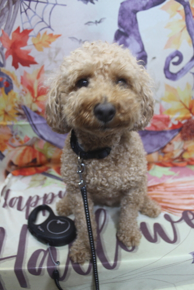 千葉県船橋市のトイプードルのトリミング前画像