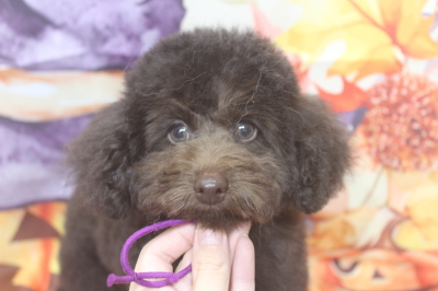 トイプードルブリーダーの子犬、トリミング画像