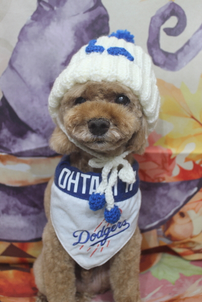 千葉県鎌ヶ谷市のトイプードルのトリミング画像