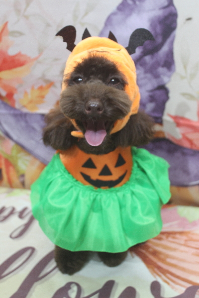 千葉県市川市のトイプードルのトリミング画像