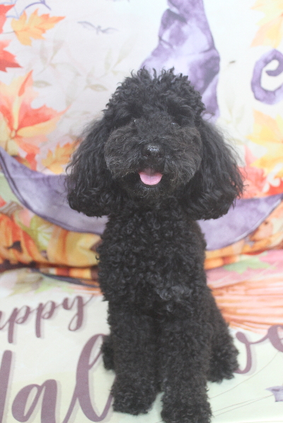 千葉県船橋市のトイプードルのトリミング前画像