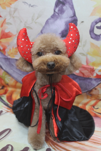 千葉県市川市のトイプードルのトリミング画像