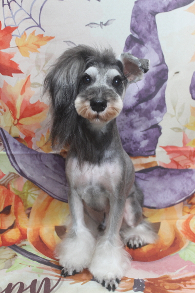 千葉県船橋市のミニチュアシュナウザーのトリミング画像