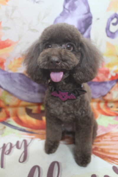 千葉県千葉市のトイプードルのトリミング画像