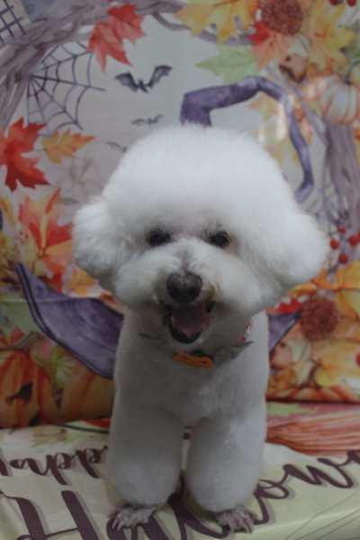 千葉県鎌ケ谷市のビションフリーゼのトリミング画像