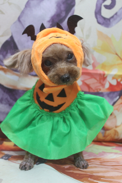 千葉県鎌ケ谷市のトイプードルのトリミング画像