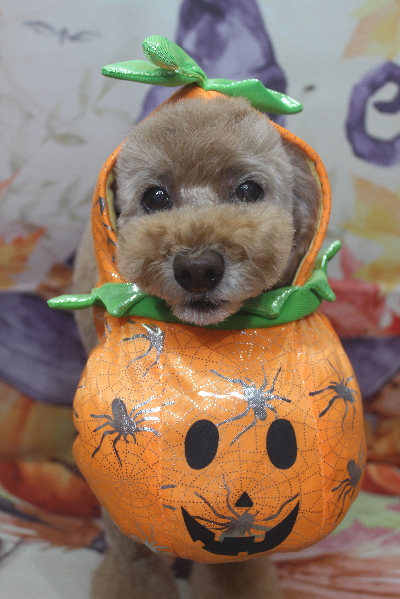 千葉県松戸市のトイプードルのトリミング画像