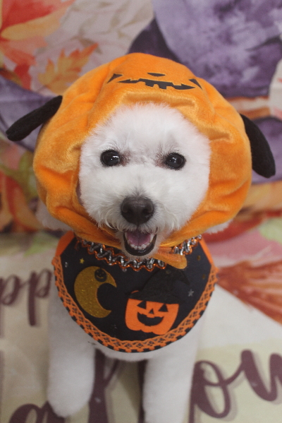 千葉県船橋市のトイプードルのトリミング画像