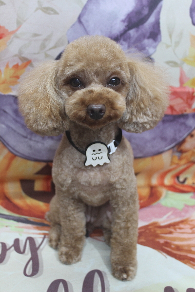 神奈川県横浜市のトイプードルのトリミング前画像