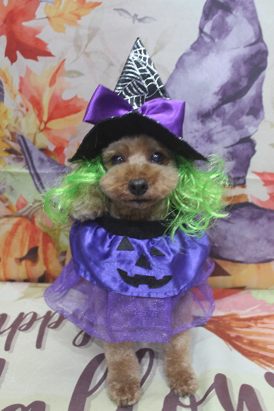 千葉県船橋市のトイプードルのトリミング画像